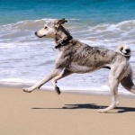 Cretan Hound hd wallpaper