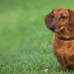 Dachshund wallpaper