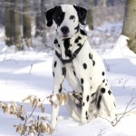 Dalmatian breed background