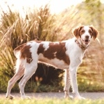 French Brittany breed free download