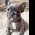 French Bulldog pic