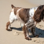 French Spaniel free download