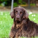 German Longhaired Pointer new photos