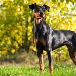 German Pinscher desktop wallpaper