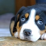 Greater Swiss Mountain Dog free wallpapers