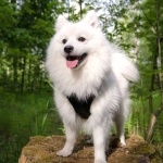 Indian Spitz pics