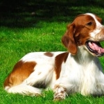 Irish Red and White Setter photo