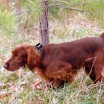 Irish Setter full hd