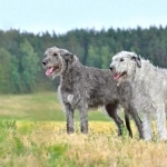 Irish Wolfhound hd photos