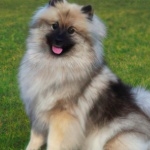 Keeshond high definition photo