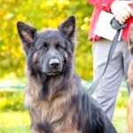 King Shepherd widescreen