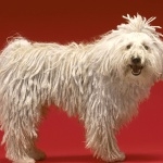 Komondor 1080p