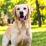 Labrador Retriever hd desktop