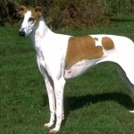 Mahratta Greyhound images