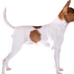 Miniature Fox Terrier widescreen