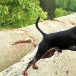 Miniature Pinscher images