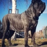 Molossus breed 2025