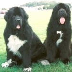 Newfoundland breed image