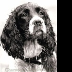 Norfolk Spaniel free