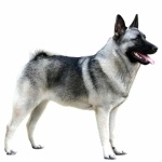 Norwegian Elkhound hd photos