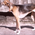 Old Croatian Sighthound pic