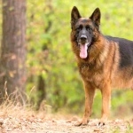 Old German Shepherd Dog high definition wallpapers