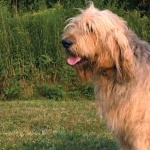 Otterhound hd desktop