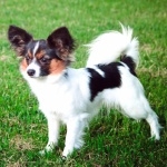 Papillon breed download wallpaper