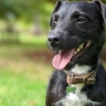 Patterdale Terrier pics