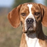 Portuguese Pointer breed