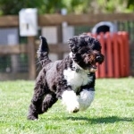 Portuguese Water Dog breed