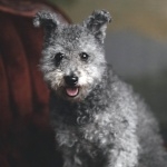 Pumi breed hd desktop