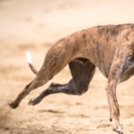 Rampur Greyhound breed