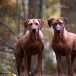 Rhodesian Ridgeback background