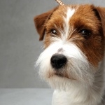 Russell Terrier wallpapers hd