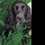 Russian Spaniel high definition photo