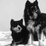 Sakhalin Husky images