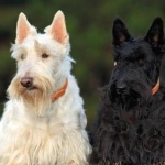 Scottish Terrier desktop wallpaper