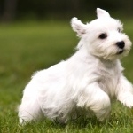 Sealyham Terrier hd photos