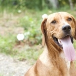 Serbian Hound high definition wallpapers