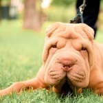 Shar Pei photo