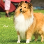 Shetland Sheepdog cute