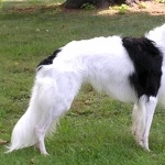 Silken Windhound 1080p