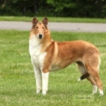 Smooth Collie wallpapers for desktop