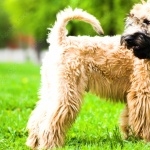 Soft-Coated Wheaten Terrier hd wallpaper