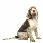 Spinone Italiano cute