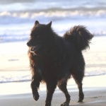 Swedish Lapphund wallpapers for desktop