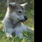 Tamaskan Dog new wallpapers