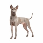 Thai Ridgeback wallpaper