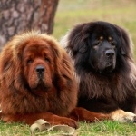 Tibetan Mastiff breed